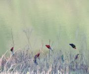 Rosellas perched on dry stalks at edge of pale green river