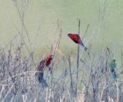 rosellas feeding on seeds on dry stalks along the edge of a river
