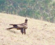 Wedge Tailed Eagle standing on a grassy slope