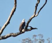 Sea Eagle on bare eucalyptus branch