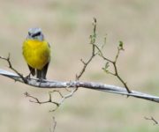 Pink breasted robin sitting on a fence wire entwined with winter rose stems