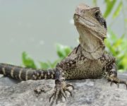 Water Dragon at Avalon River Retreat