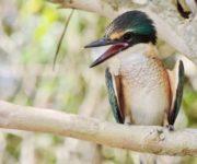 Kingfisher Avalon river Retreat 2019