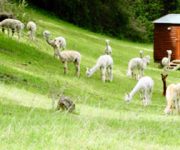Shepherd's Hut on green pasture with alpacas in front
