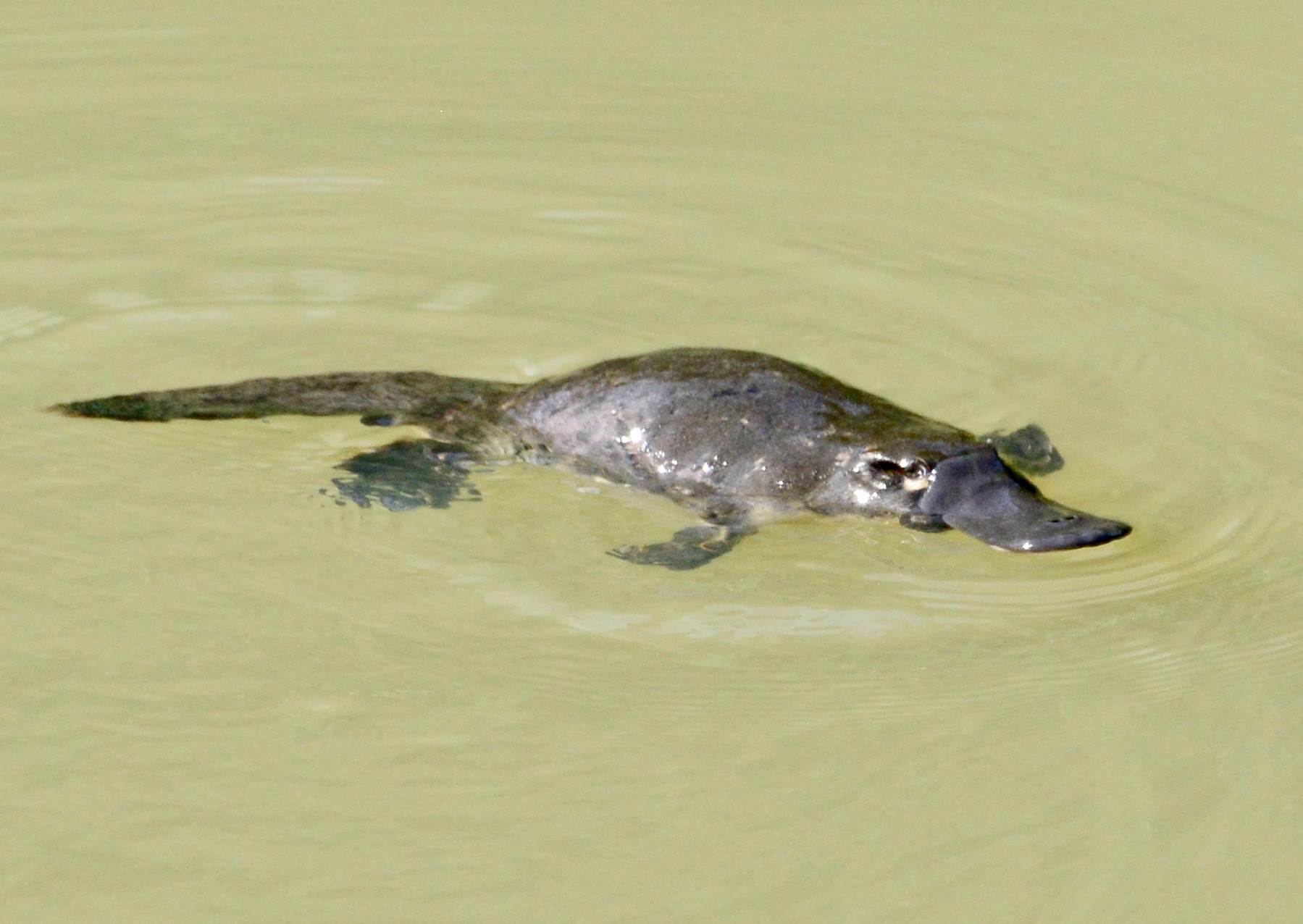 Platypus at Avalon River Retreat