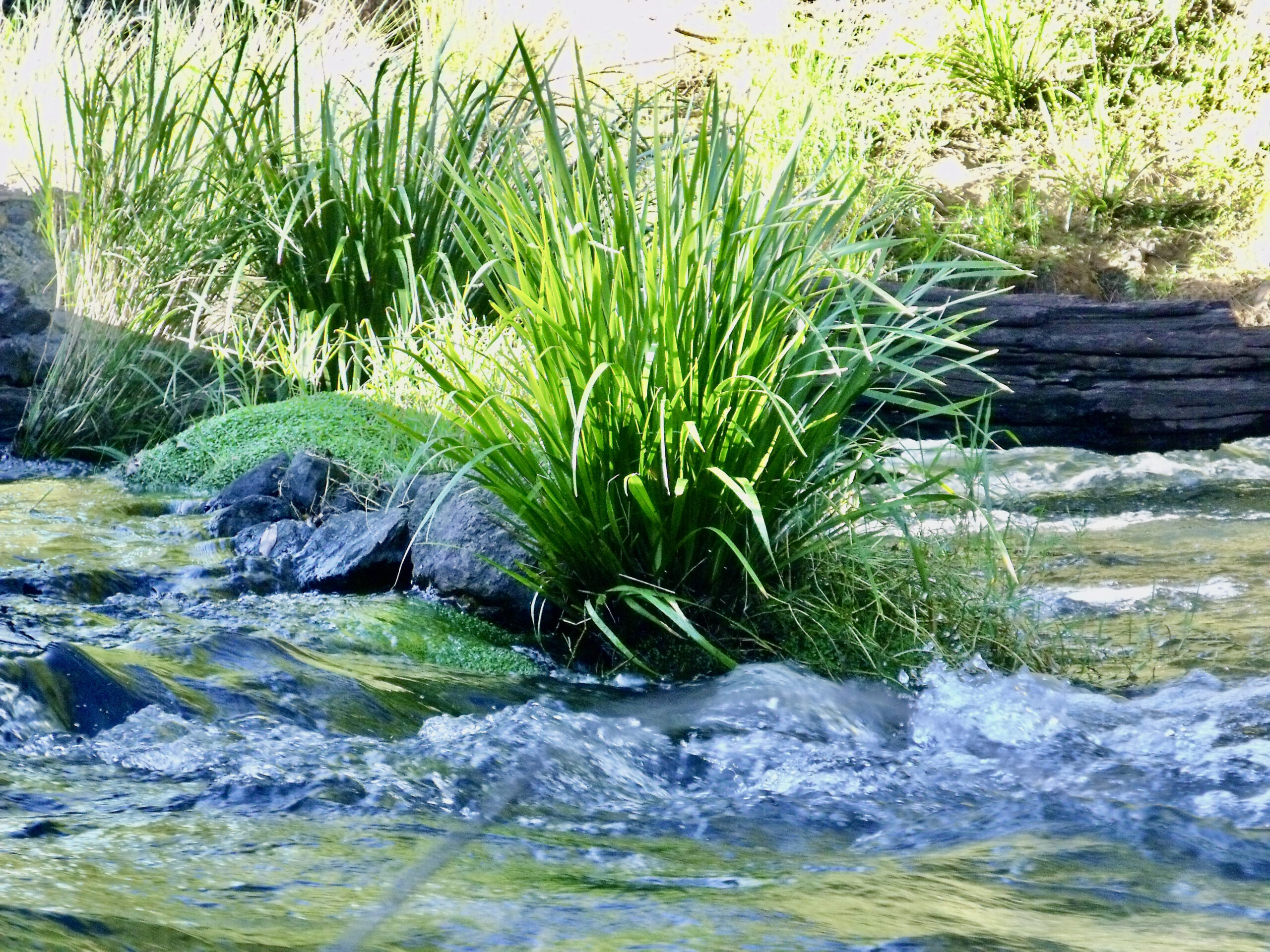 Lomandra growing out of a river rock with rapids swirling around