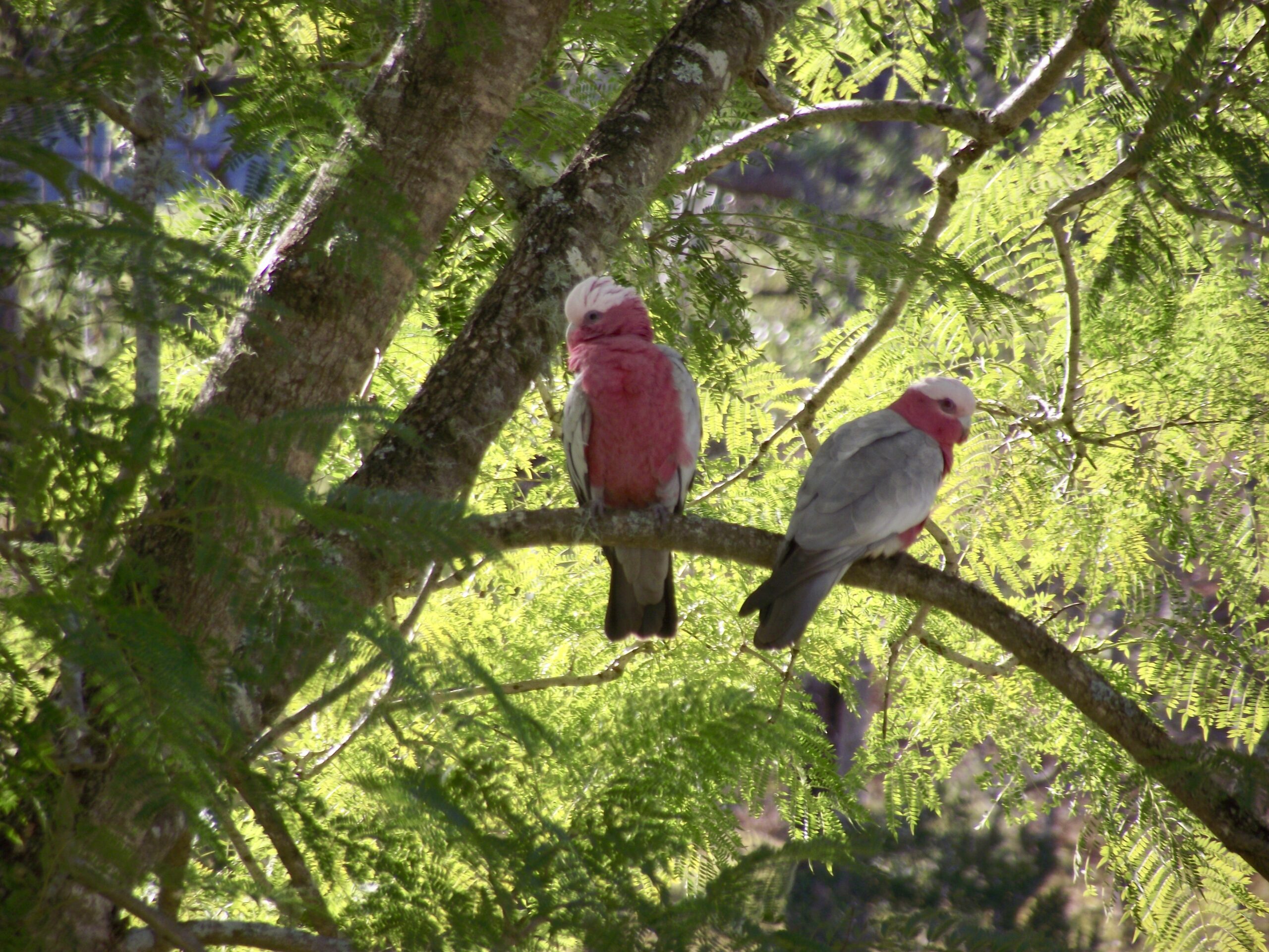 Galahs at Avalon River Retreat