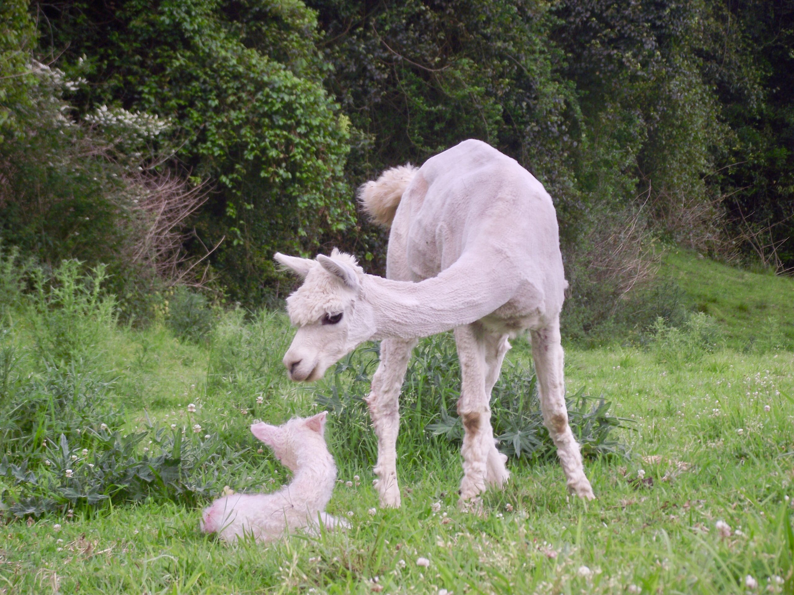 White alpaca with new born cria (baby alpaca) on summer pasture with trees in background