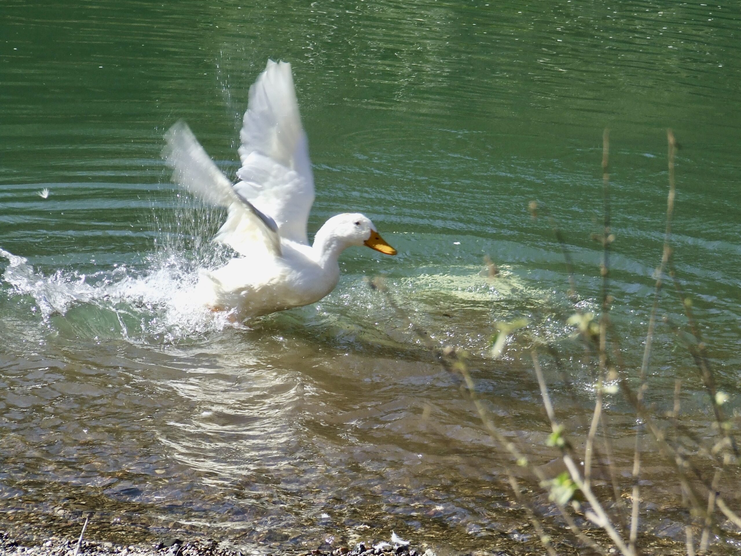 Ping at Avalon River Retreat