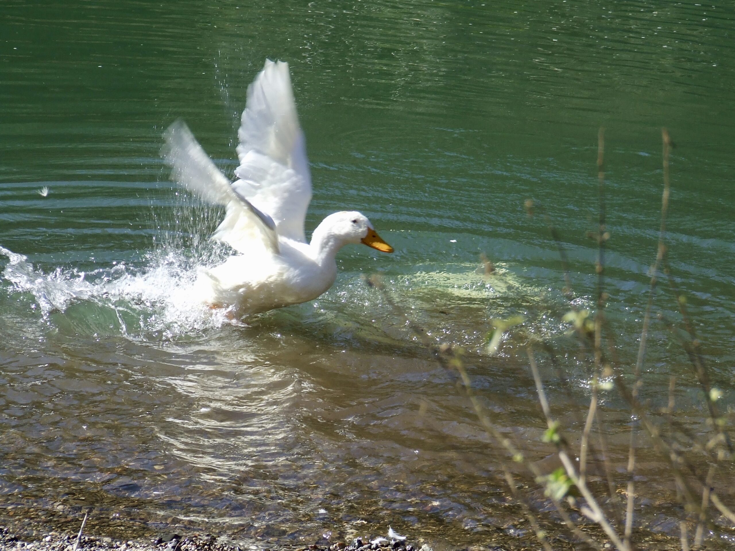 Ping the Duck at Avalon River Retreat