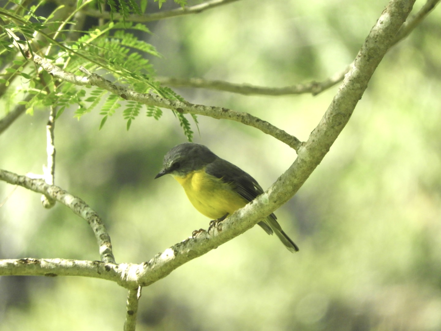 Yellow Robin on Jacaranda Tree branch