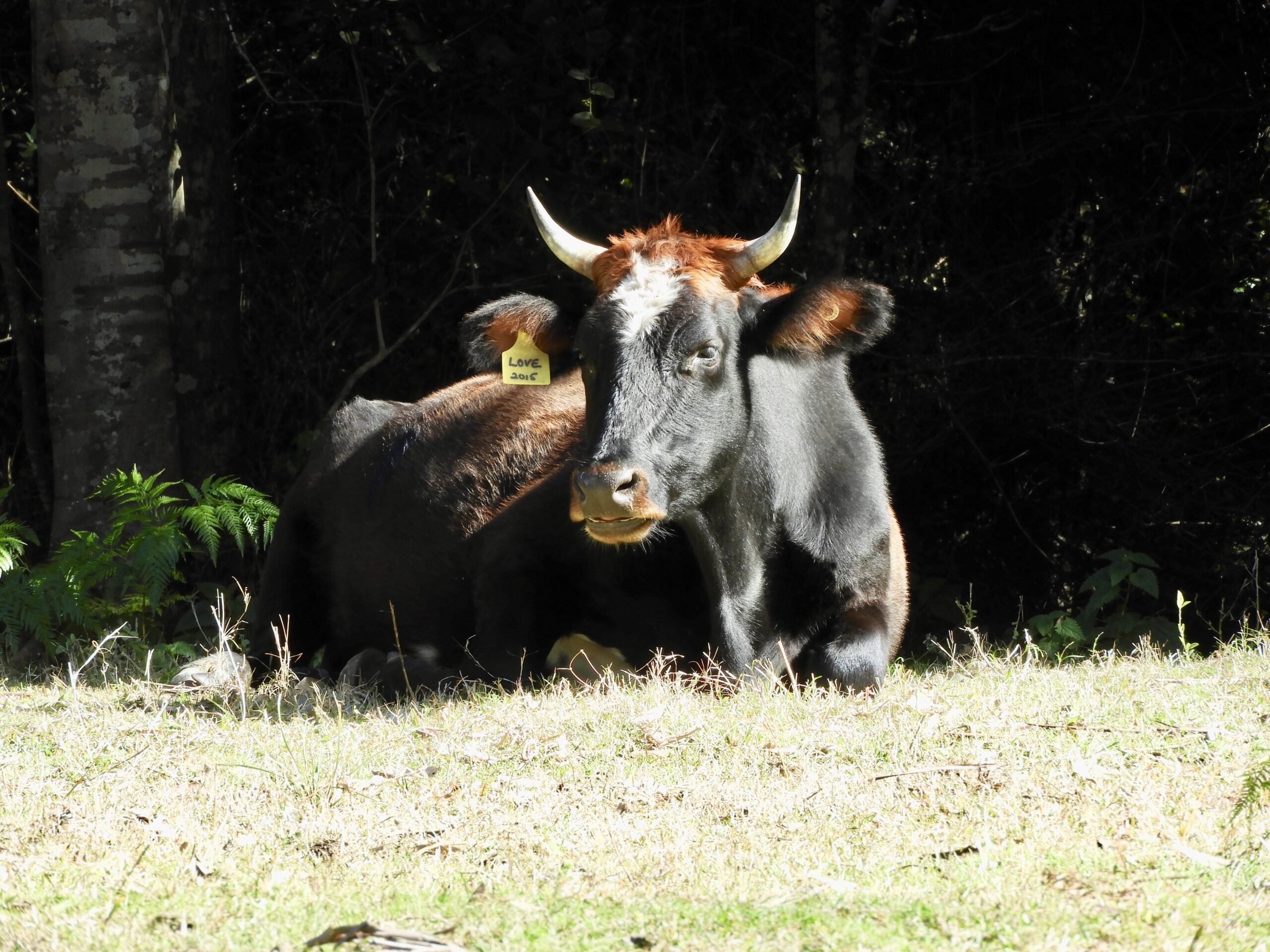 Calf in the garlic patch at Avalon River Retreat