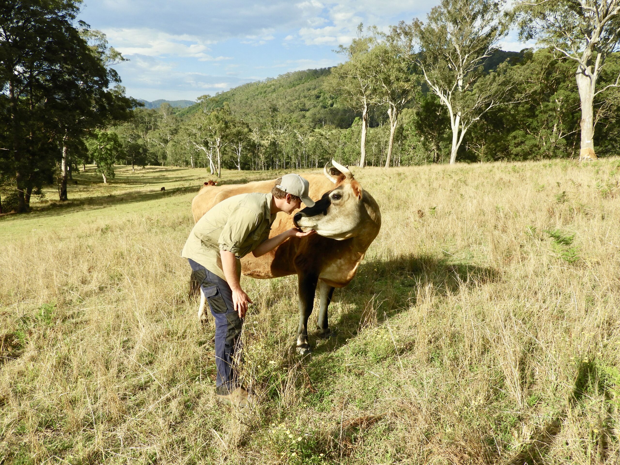 Man kissing horned jersey cow