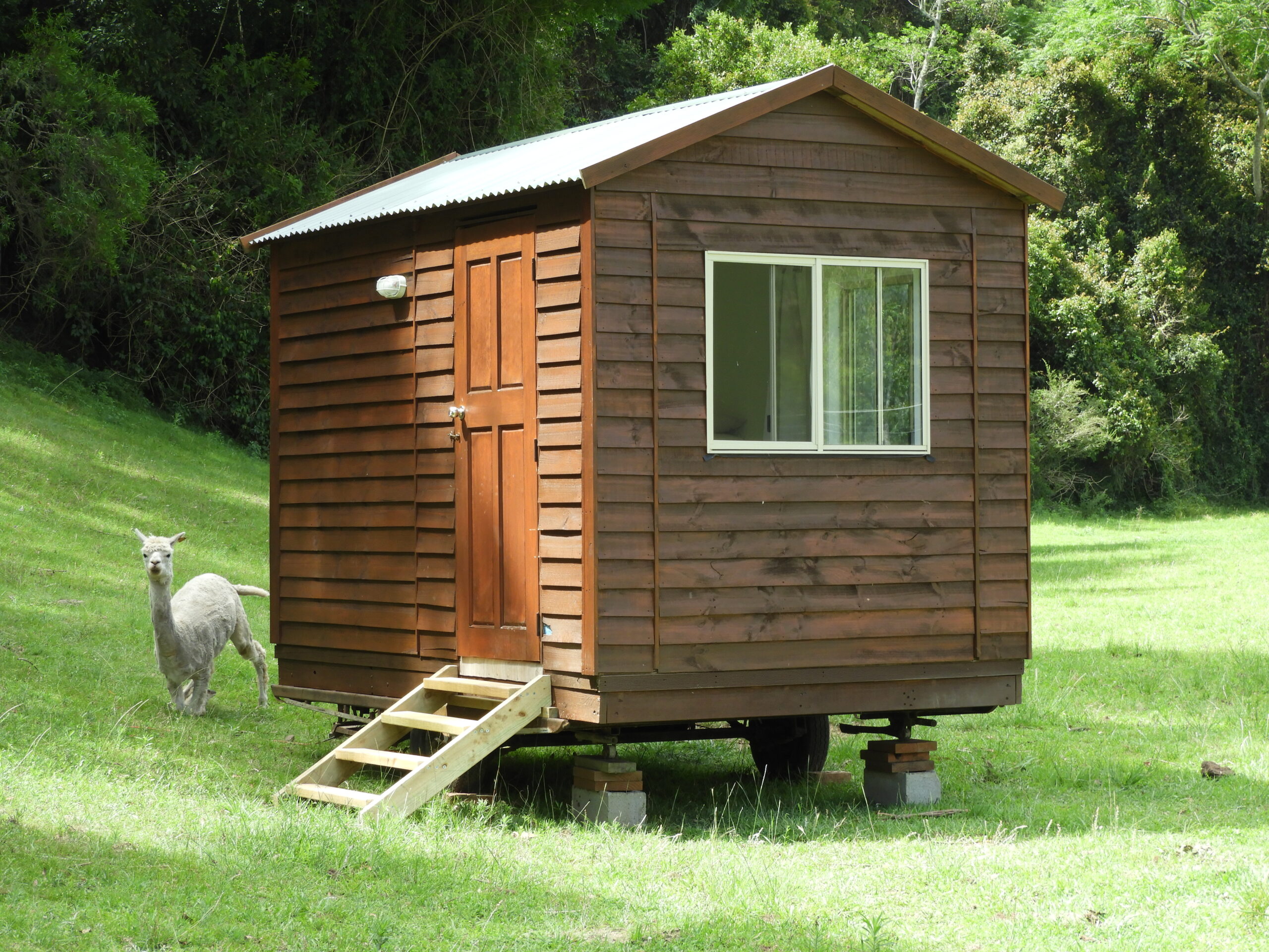 timber cabin on wheels with alpaca at rear