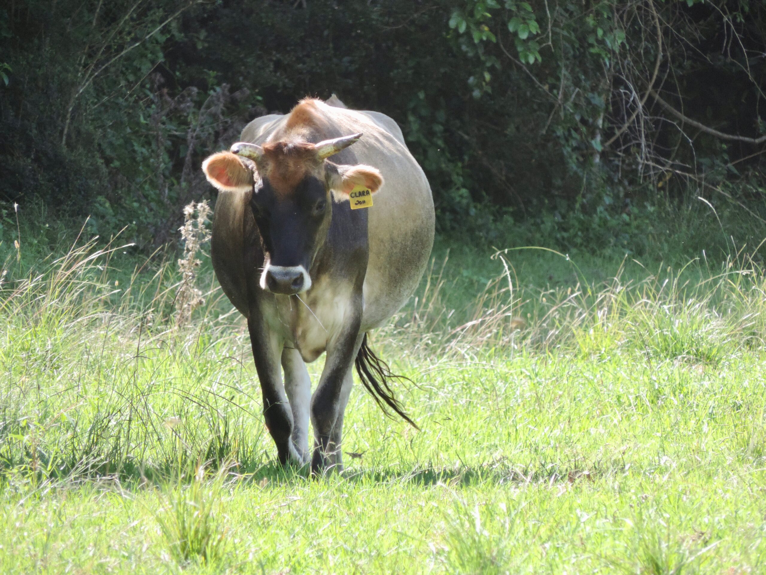 Jersey cow walking in paddock on sunny day with ear tag Clara