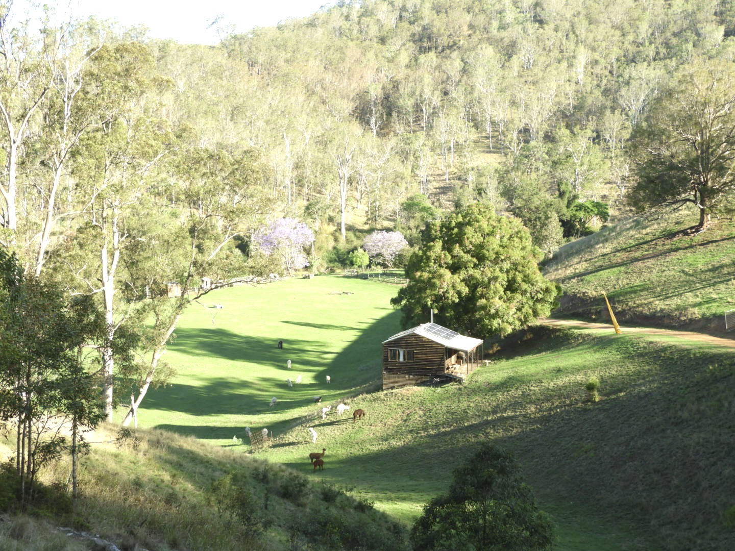 Timber cabin with verandah on hill with alpacas on the paddock below it and flowering jacarandas in the background