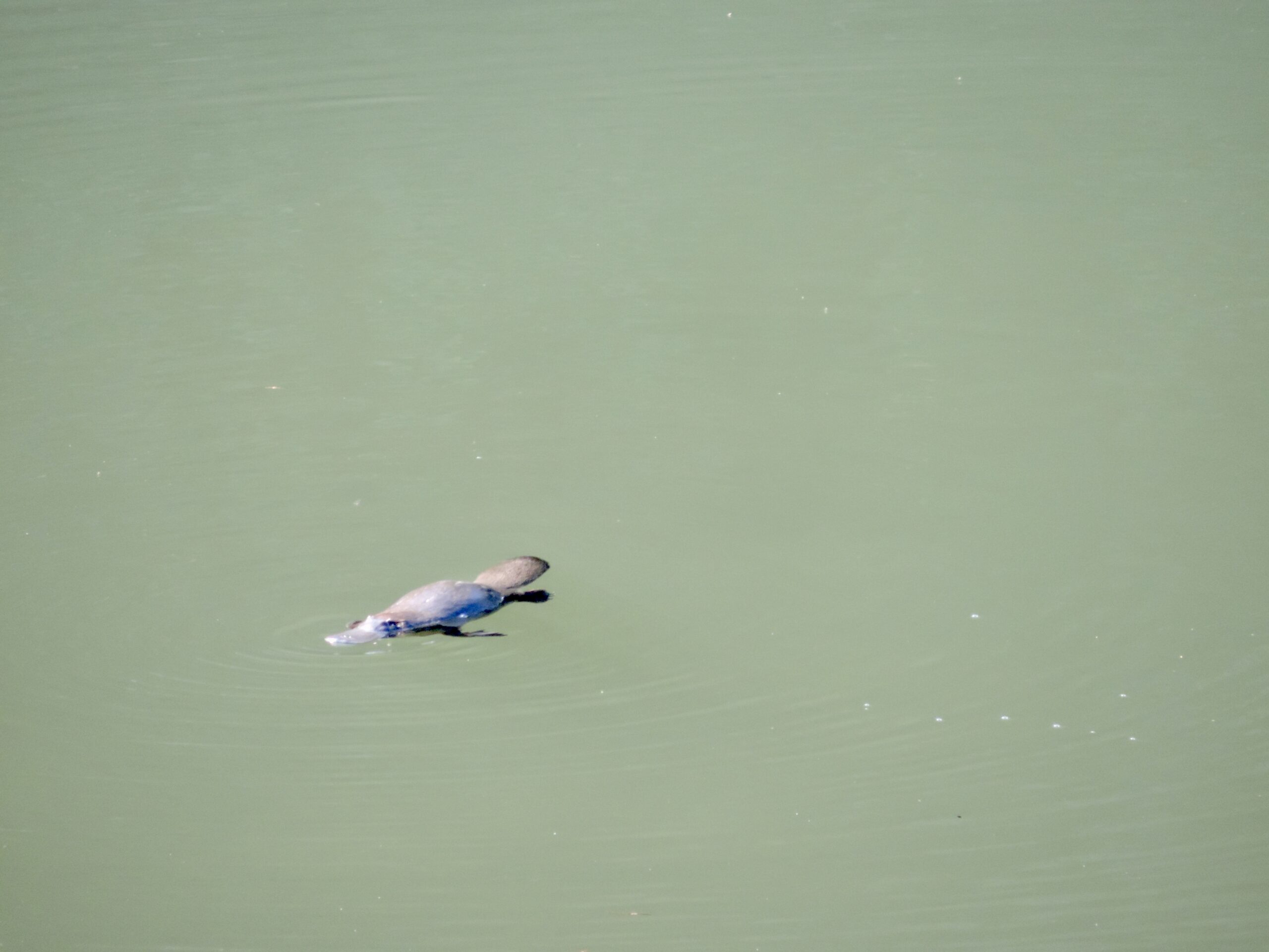 Platypus from a distance in grey green river