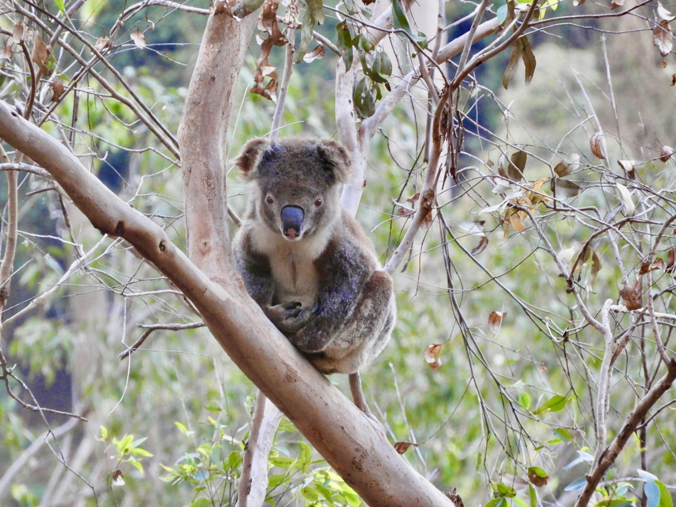 male Koala balancing in eucalyptus tree