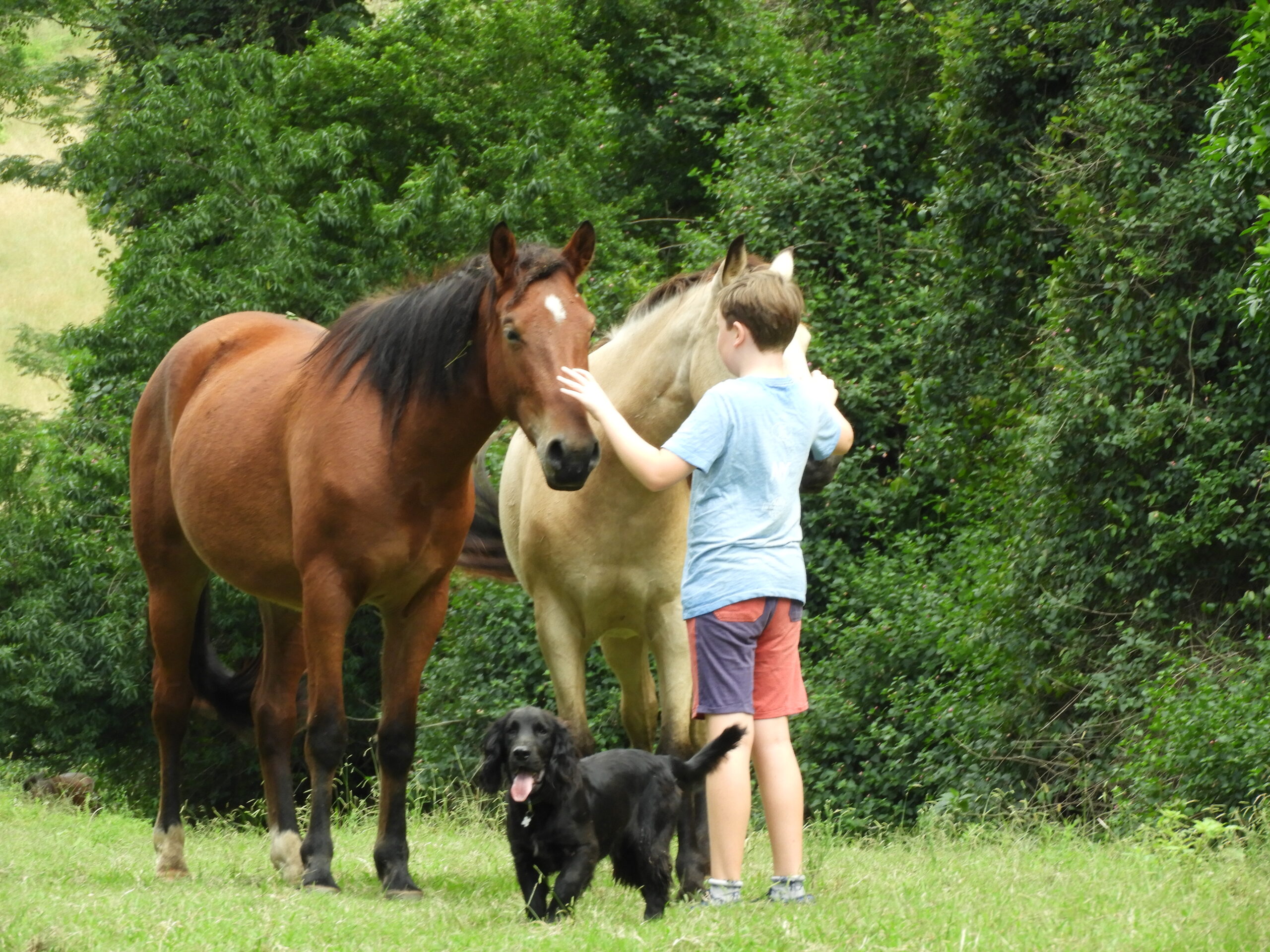 Young boy stroking the nose of both a brown horse and silver horse with black cocker spaniel in the foreground