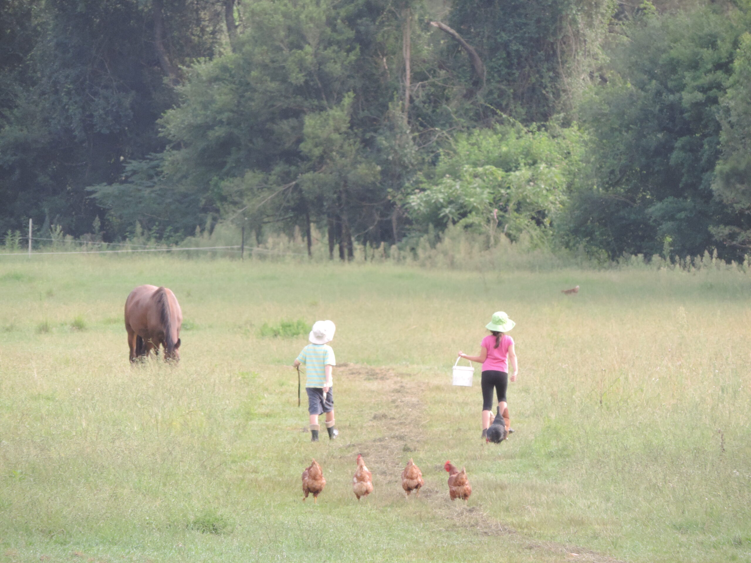 Eggs at Avalon River Retreat