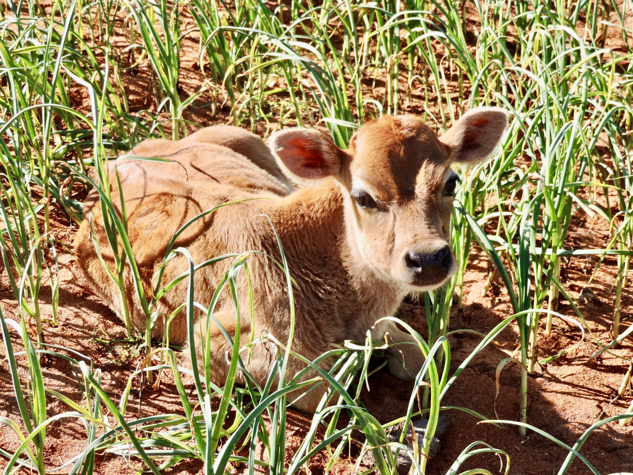 Calf in the garlic patch at Avalon River Retreat