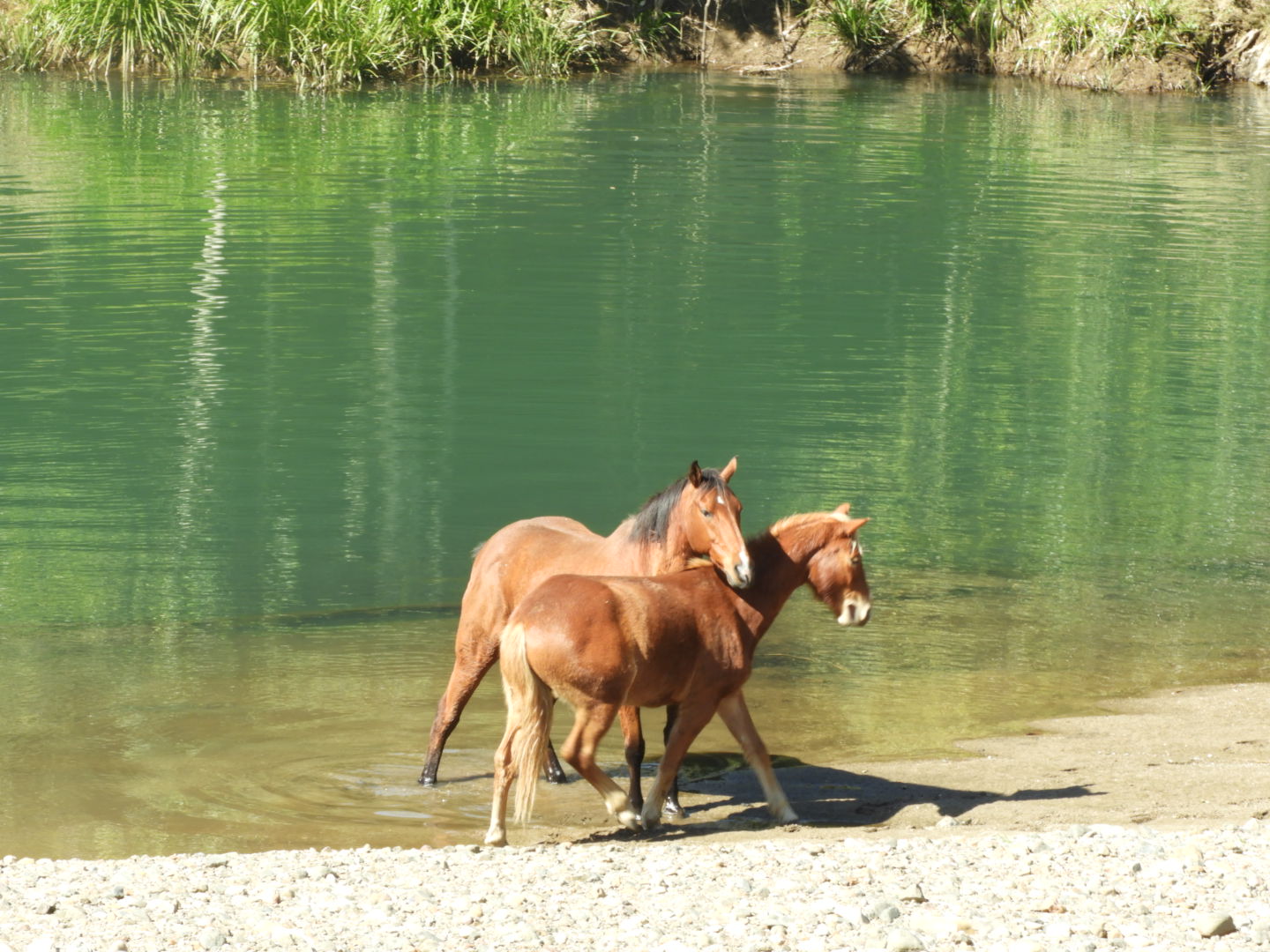 Bay horse and chestnut horse on the edge of crystal clear blue green river