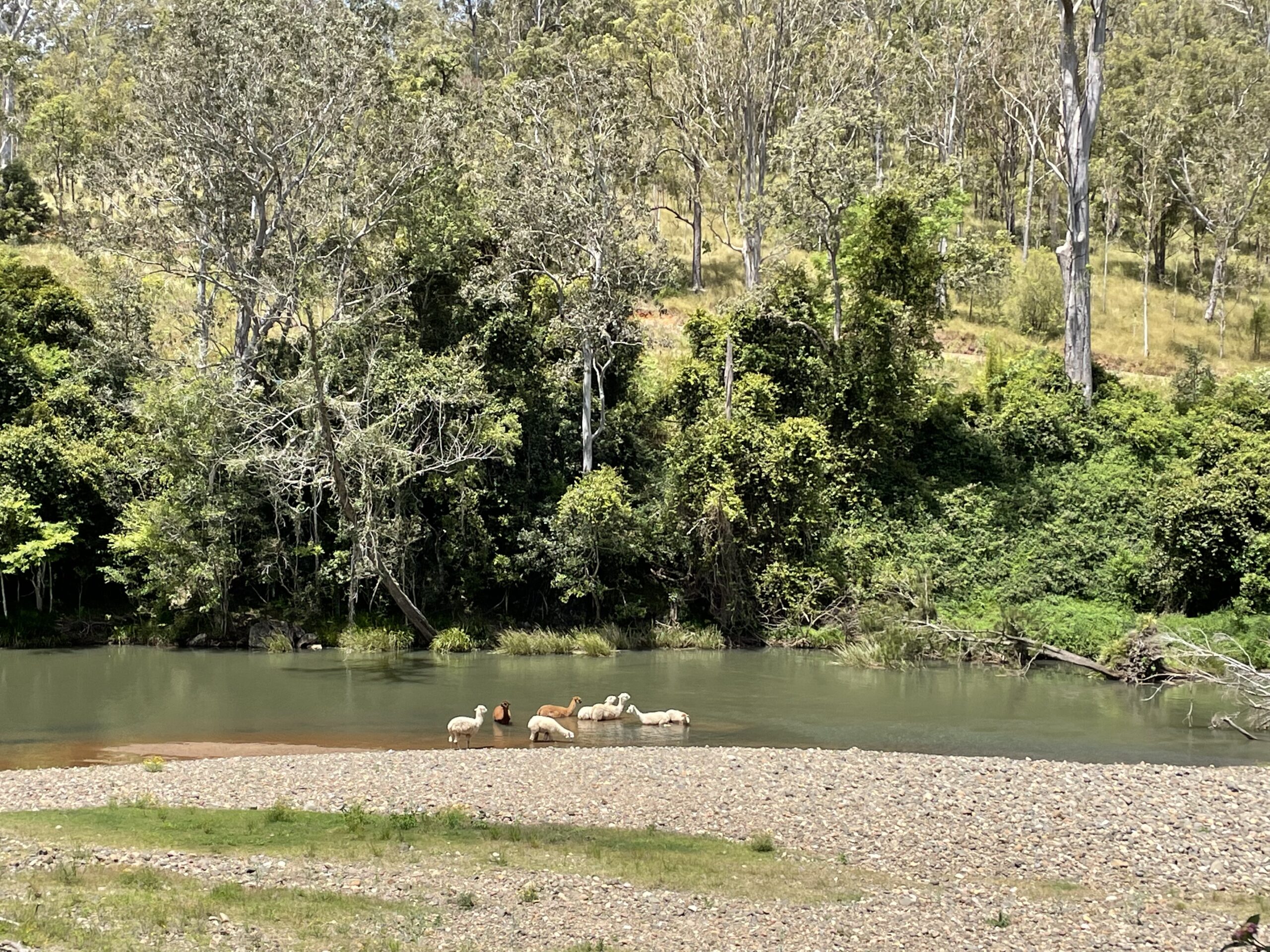 Alpacas in the river at Avalon River Retreat