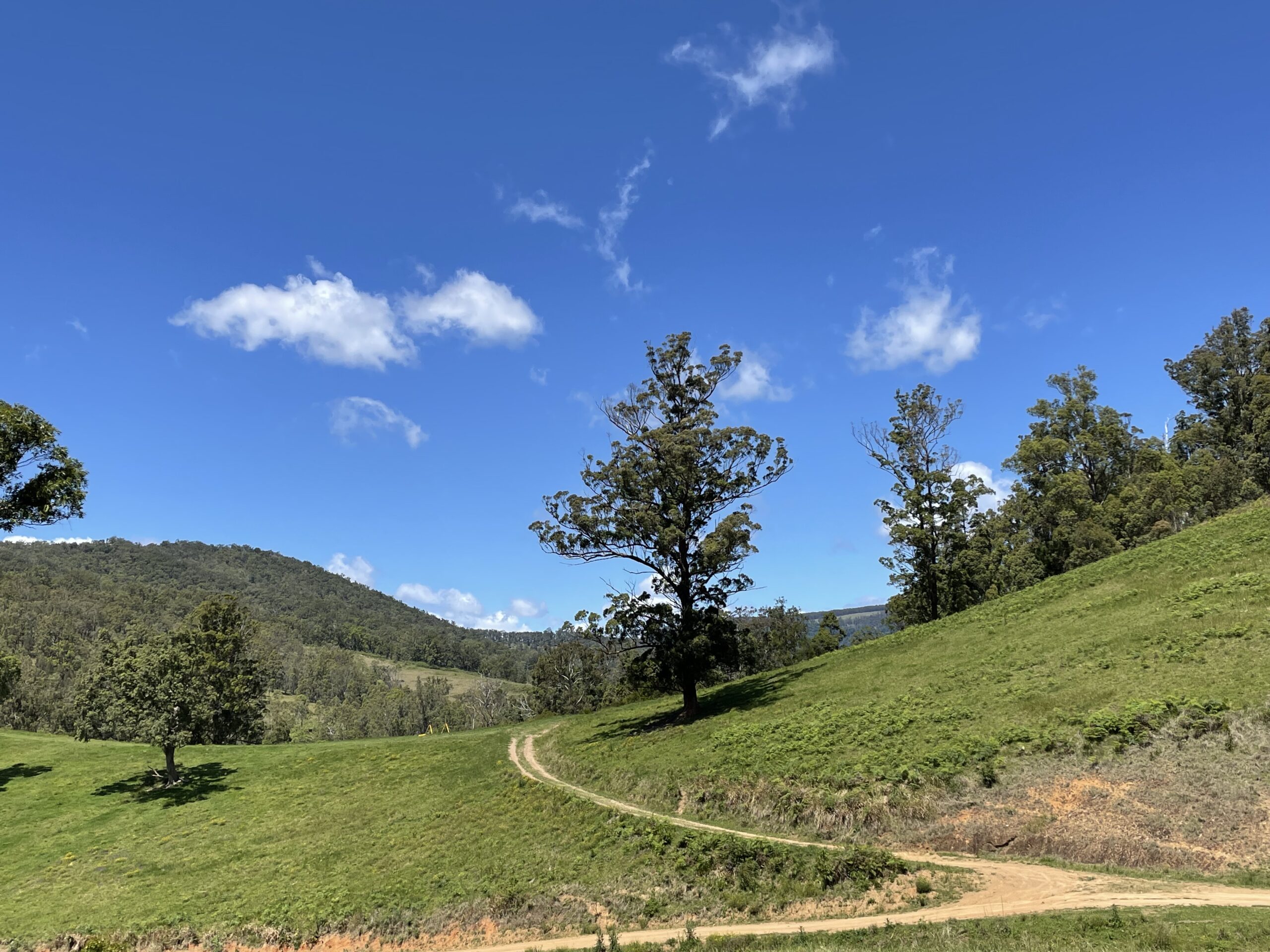 Sweeping farm road around hillside with trees, blue sky and small clouds