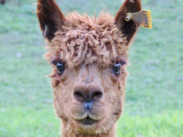 Alpaca Charity