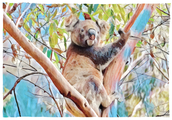 Koala 2019