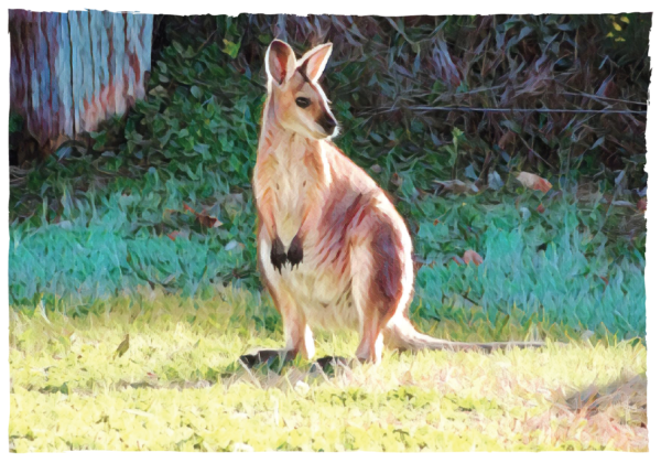 Wallaby at Avalon