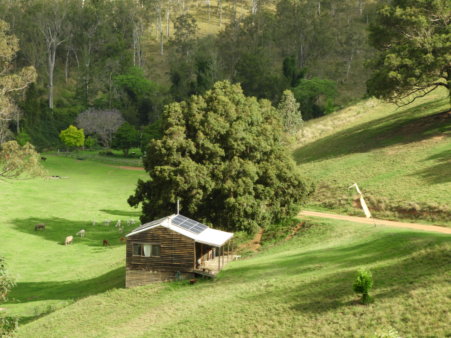 Cedar Cabin on pasture with alpacas and cattle in background