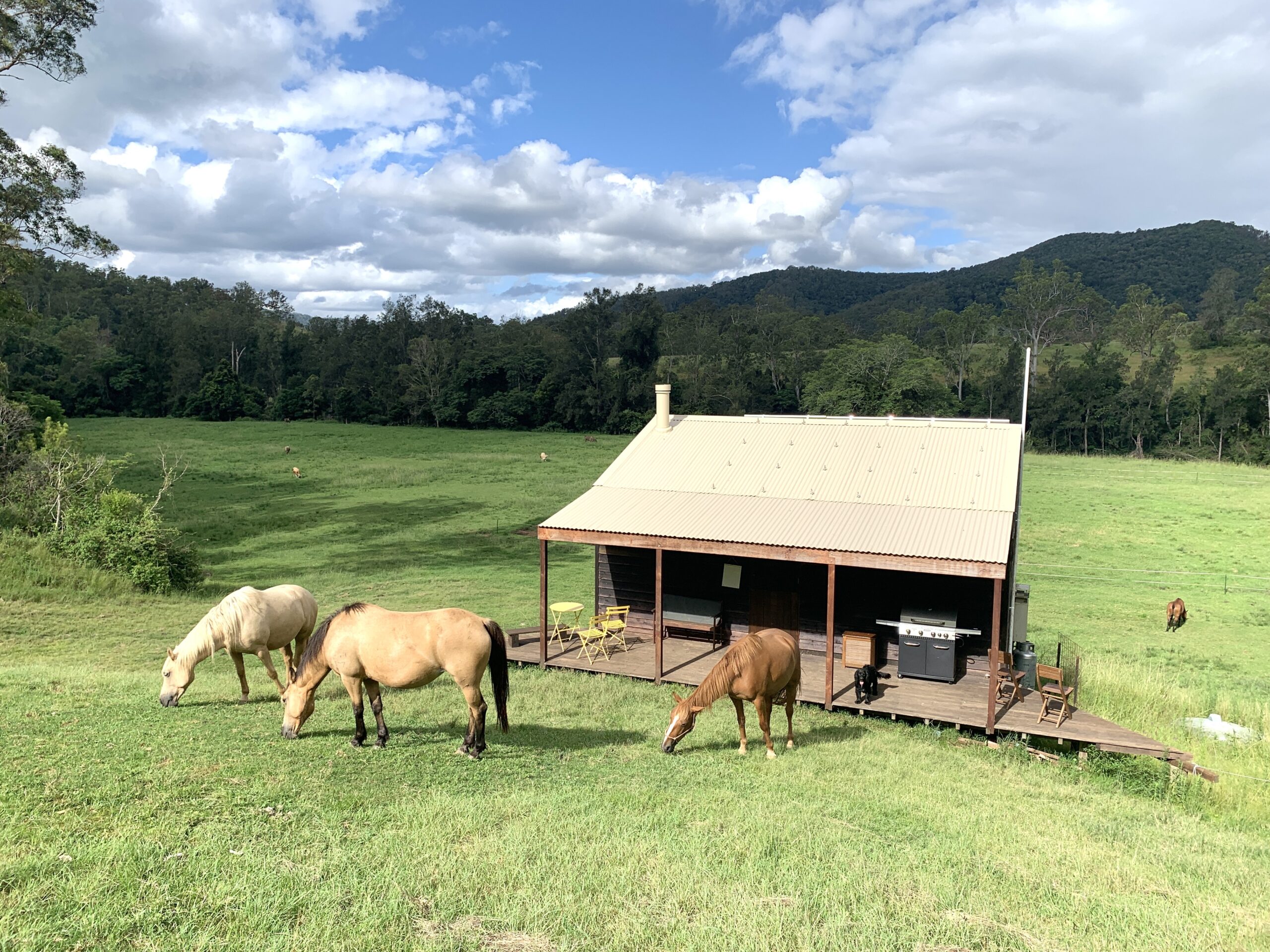 Timber cabin with cream roof in sunshine with 3 horses outside and black dog on verandah