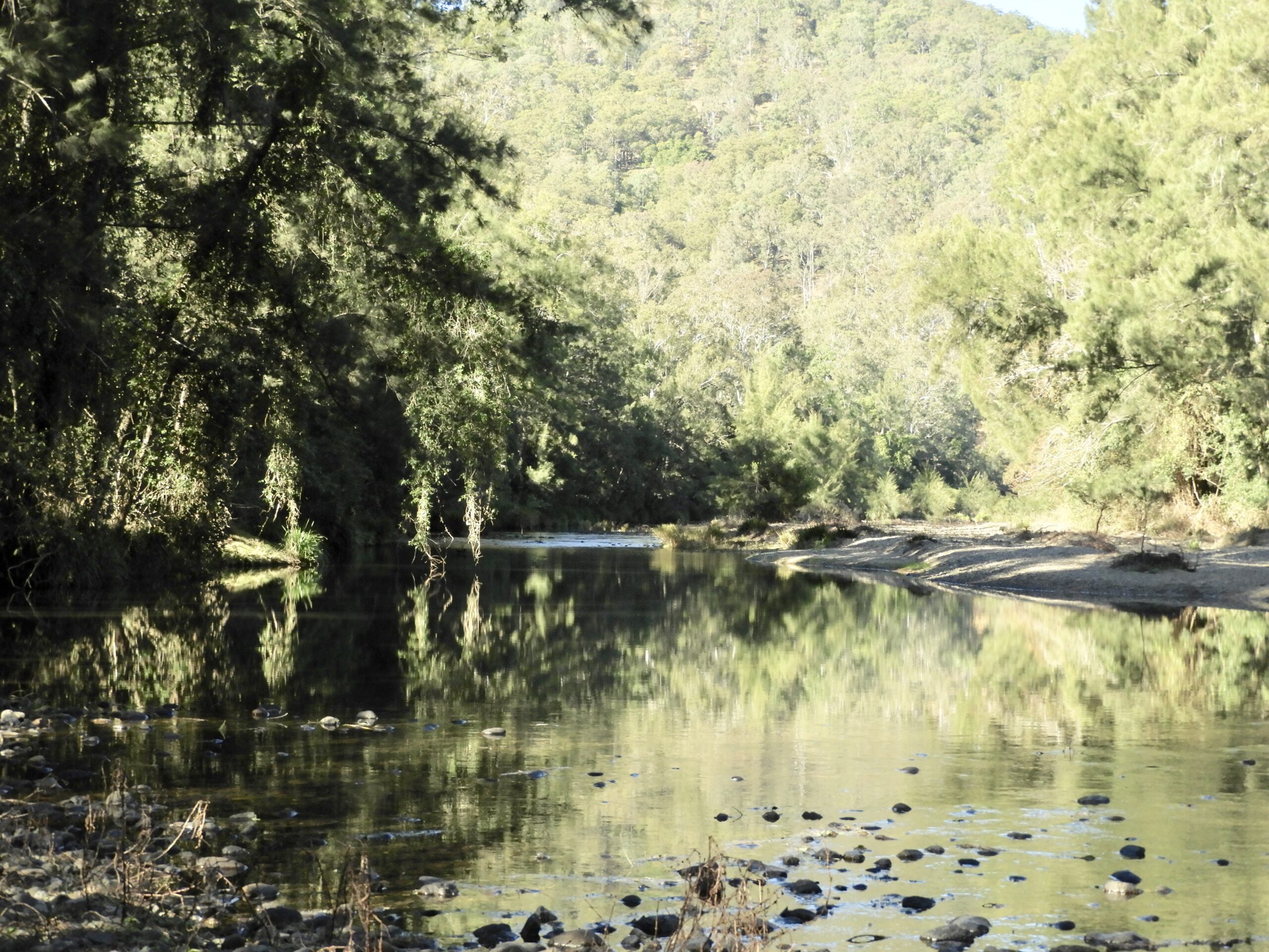 Shallow riverscape surrounded by trees