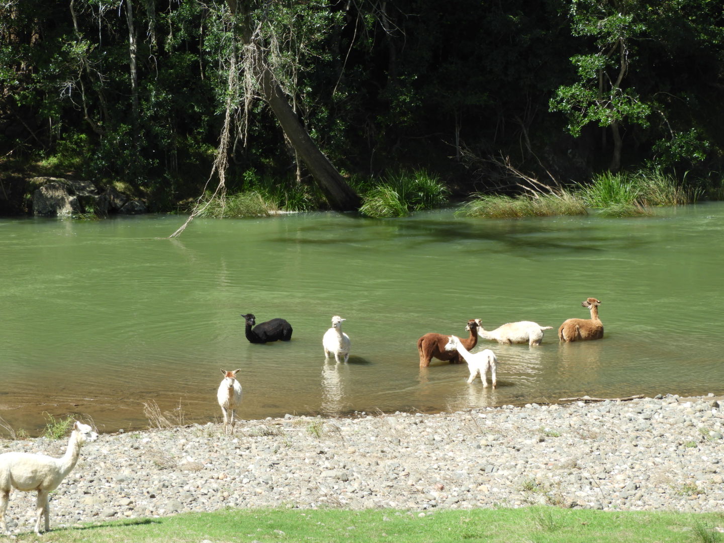 Alpacas waist deep in clear green river on a hot day